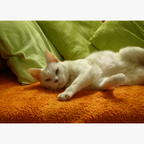 Velours - Mini puzzle 100 pièces