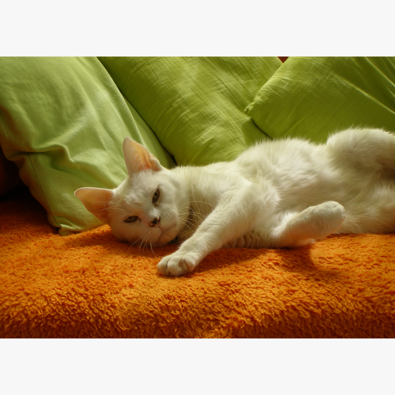 Velours - Mini puzzle 100 pièces